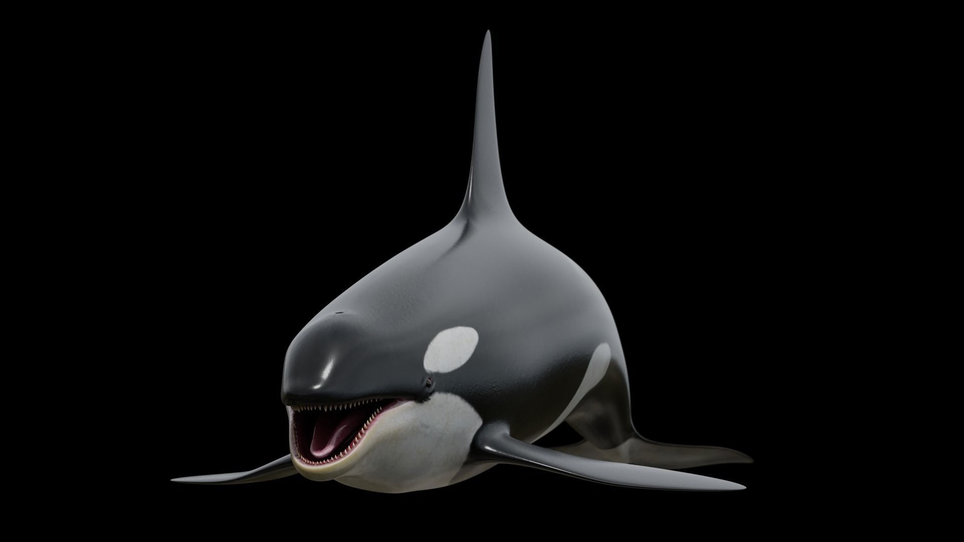 Cetaceans dolphins whales 3D Model Collection_10
