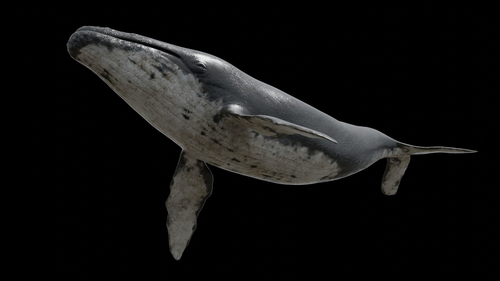Cetaceans dolphins whales 3D Model Collection_44