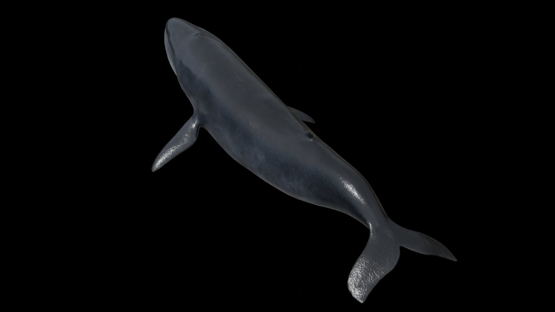 Cetaceans dolphins whales 3D Model Collection_54