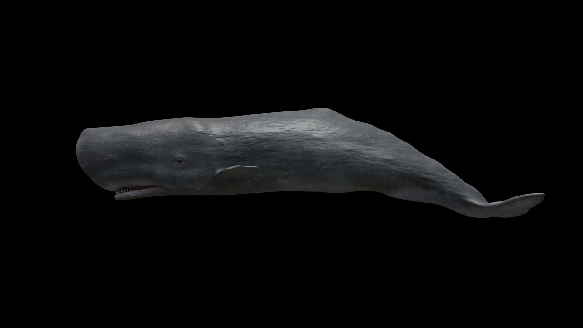 Cetaceans dolphins whales 3D Model Collection_77