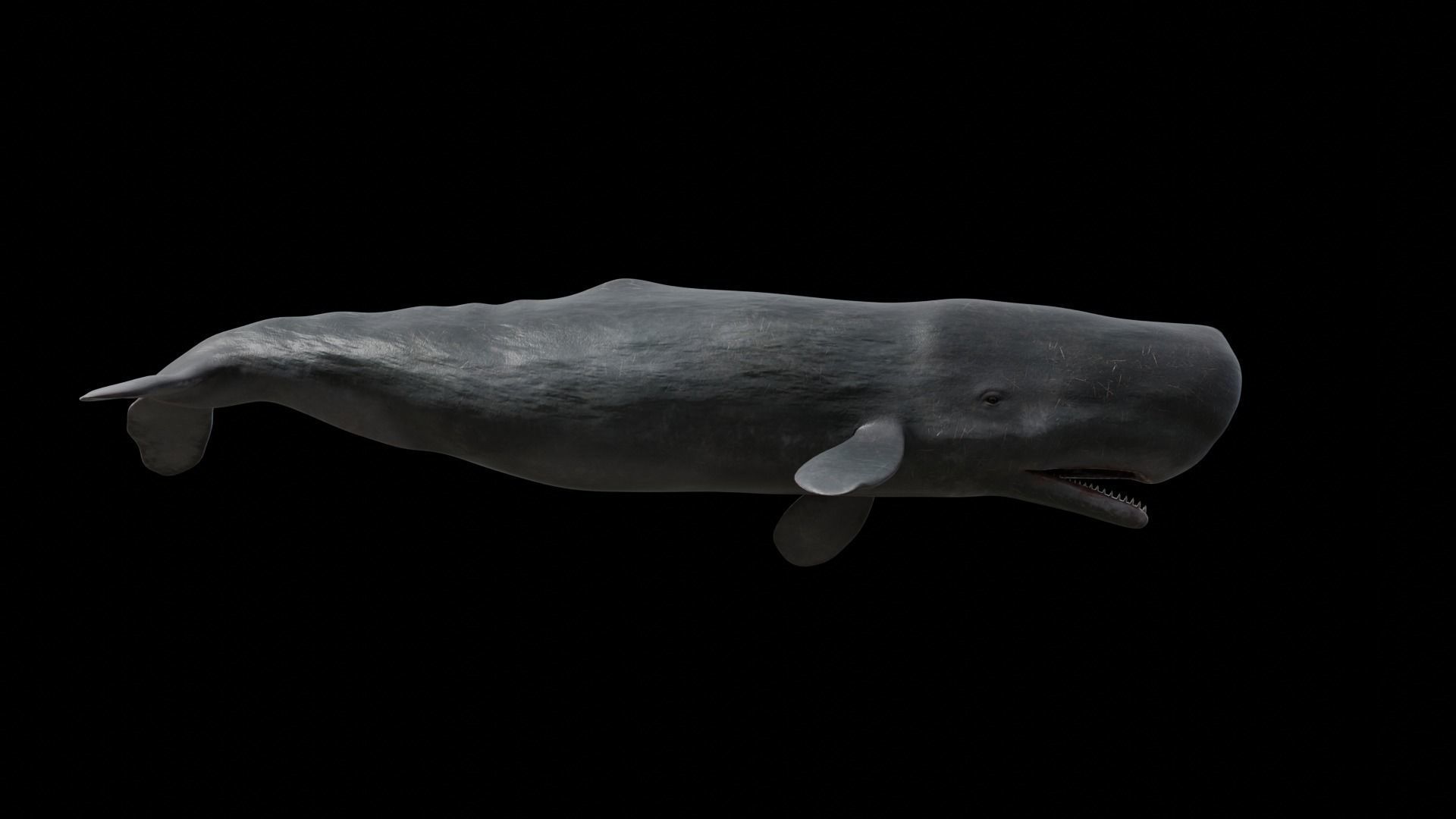 Cetaceans dolphins whales 3D Model Collection_65