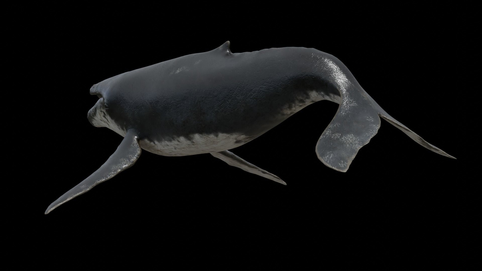 Cetaceans dolphins whales 3D Model Collection_33