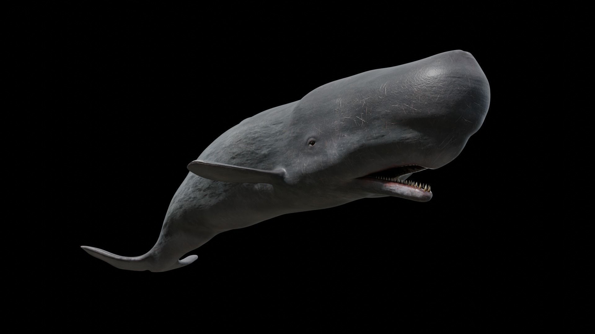 Cetaceans dolphins whales 3D Model Collection_68