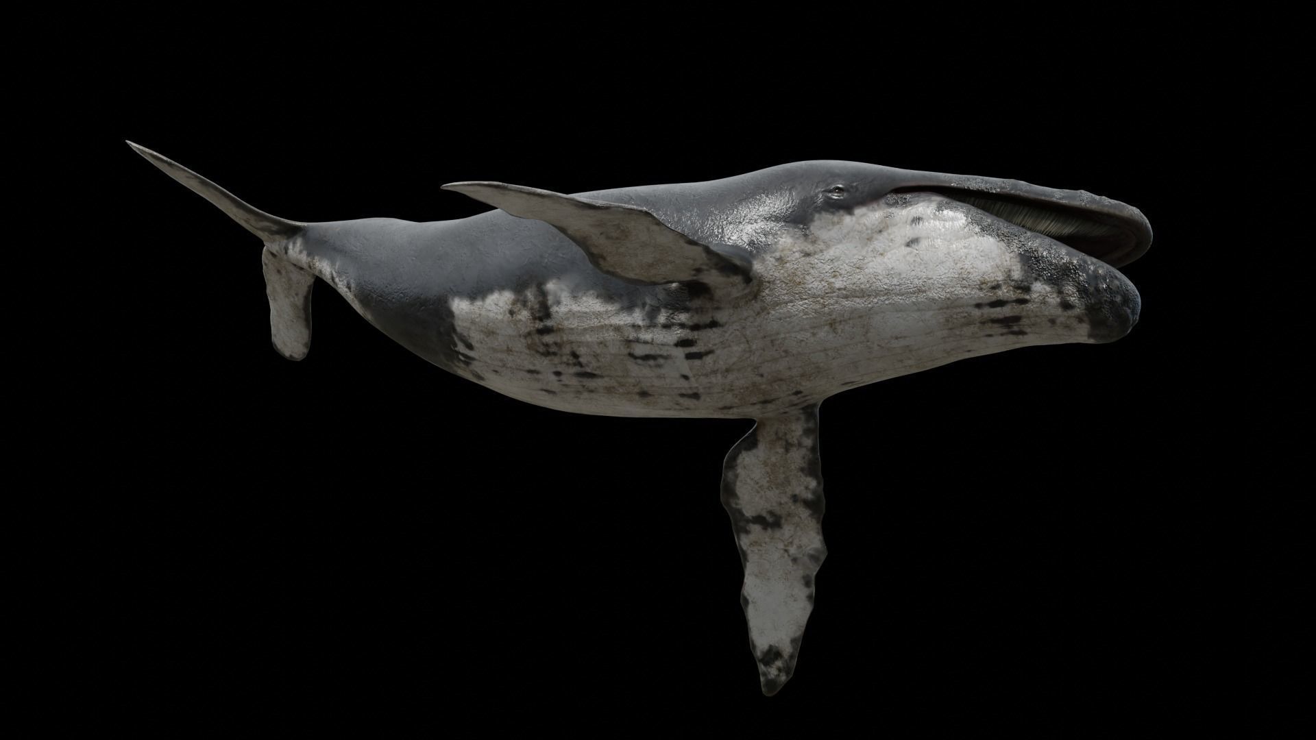 Cetaceans dolphins whales 3D Model Collection_41