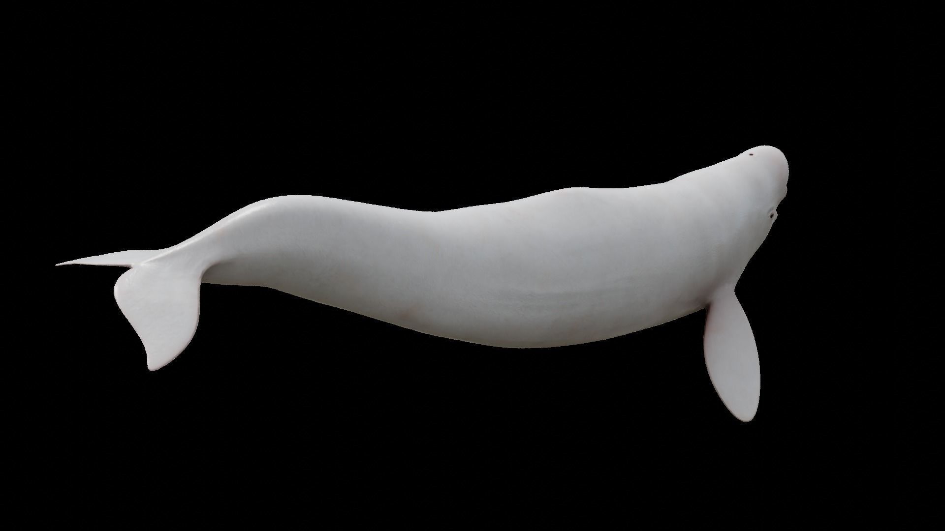 Cetaceans dolphins whales 3D Model Collection_26