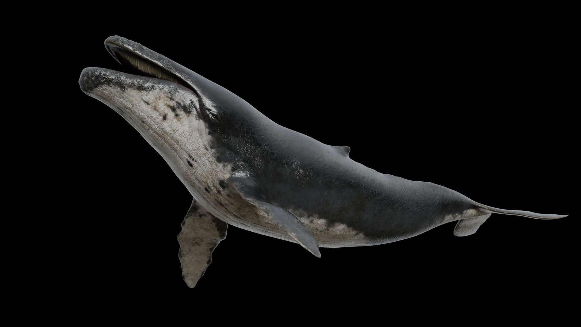 Cetaceans dolphins whales 3D Model Collection_43