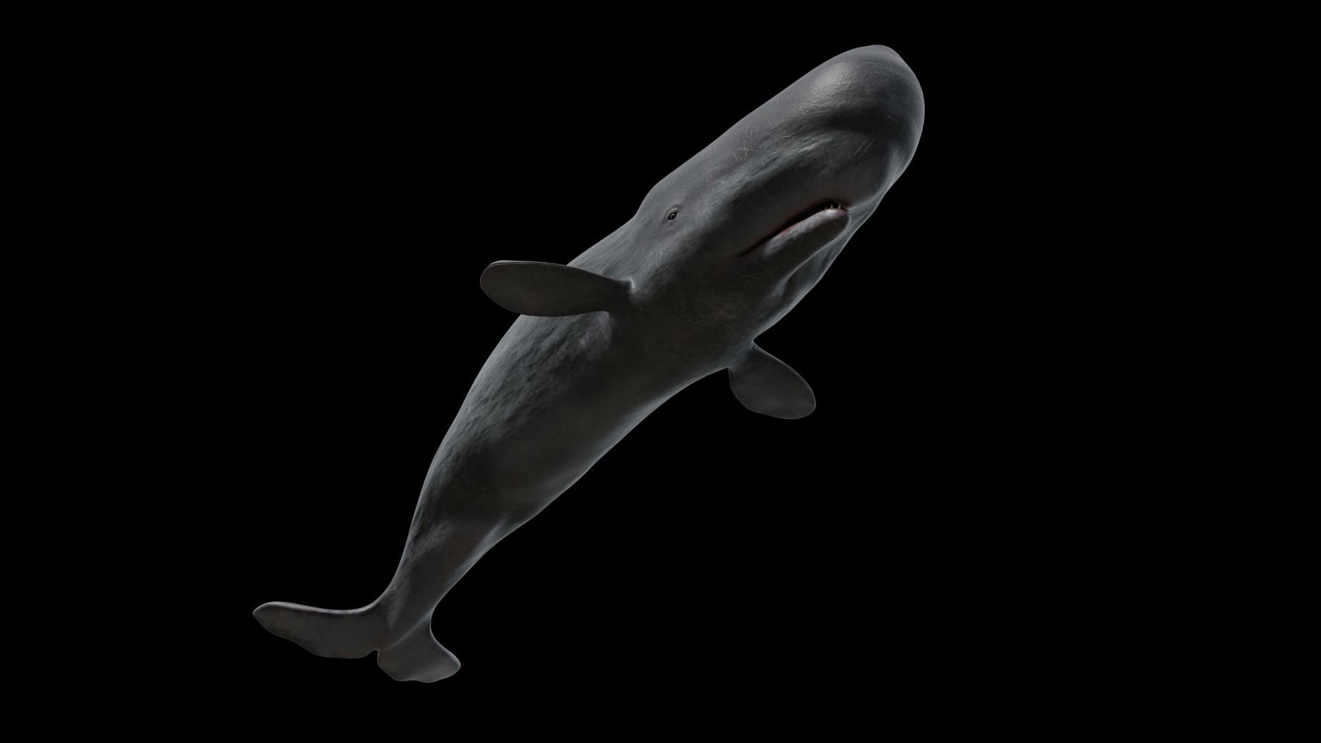 Cetaceans dolphins whales 3D Model Collection_71
