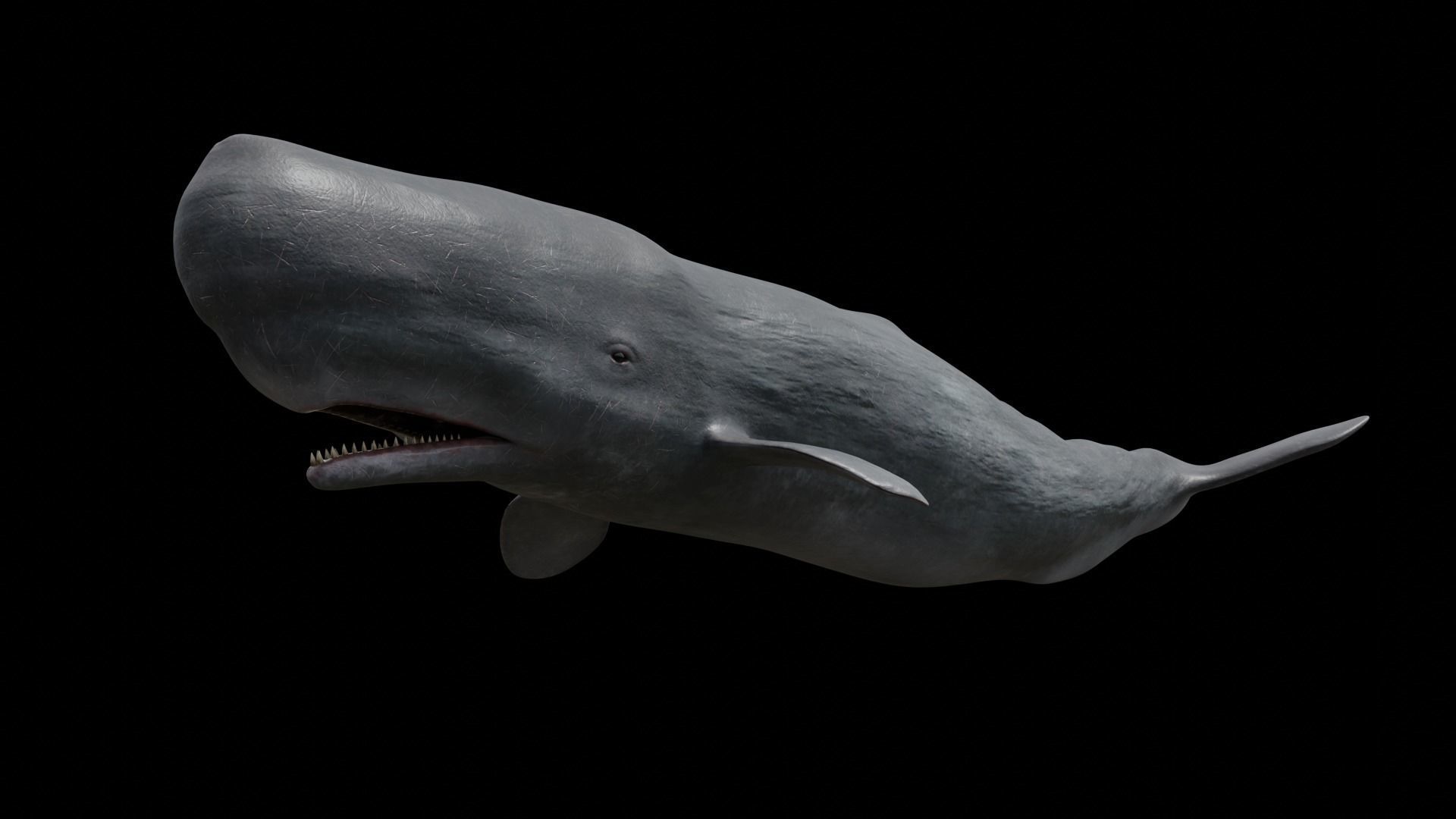 Cetaceans dolphins whales 3D Model Collection_76