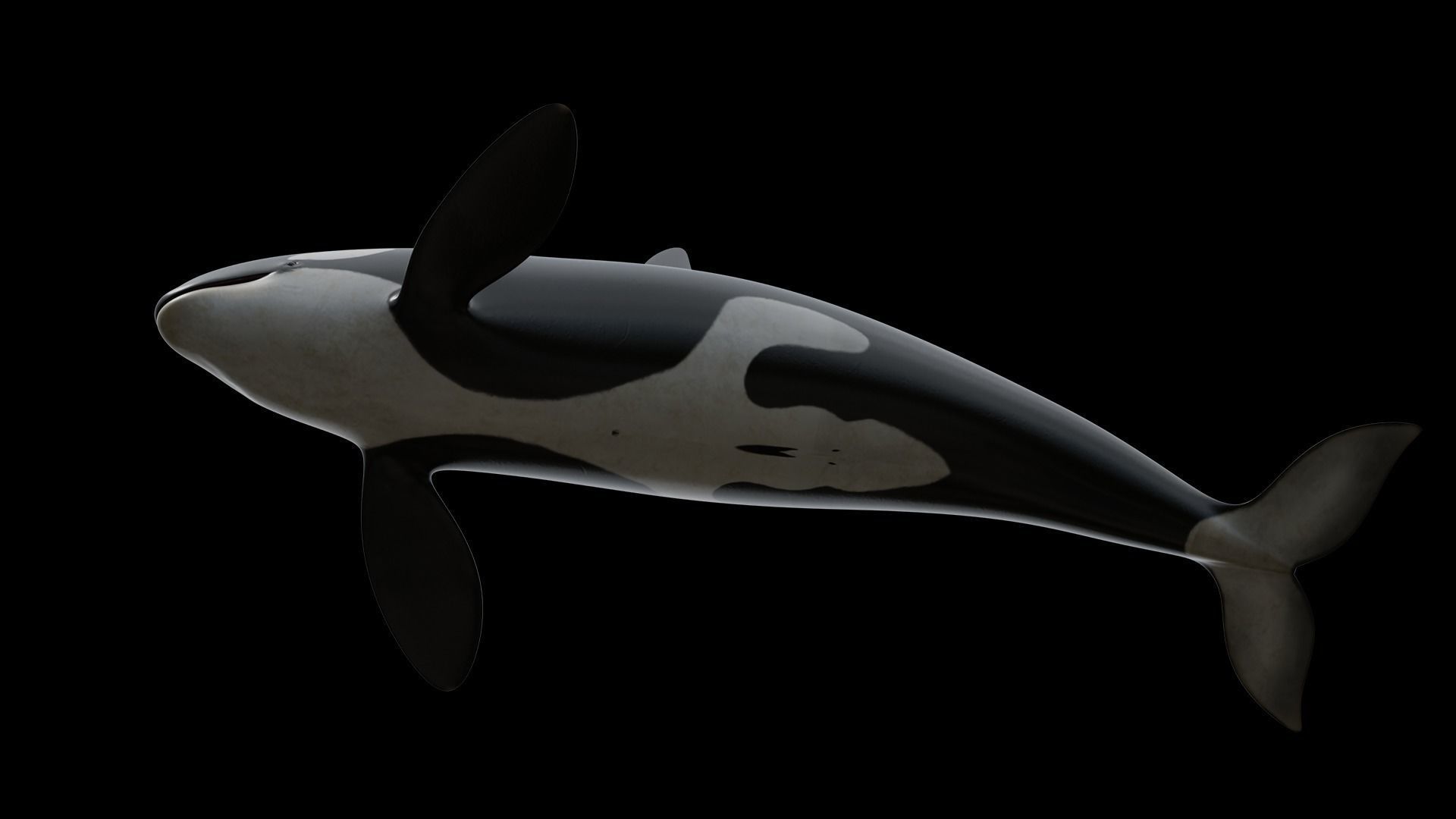 Cetaceans dolphins whales 3D Model Collection_3