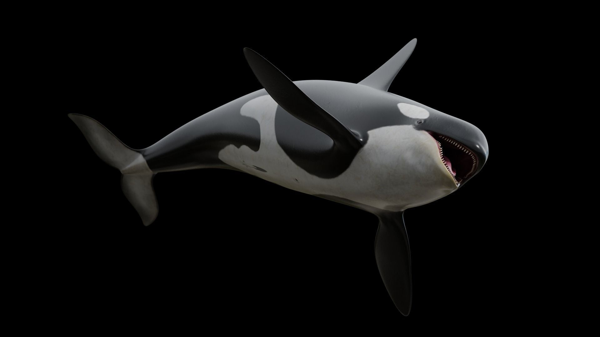 Cetaceans dolphins whales 3D Model Collection_5