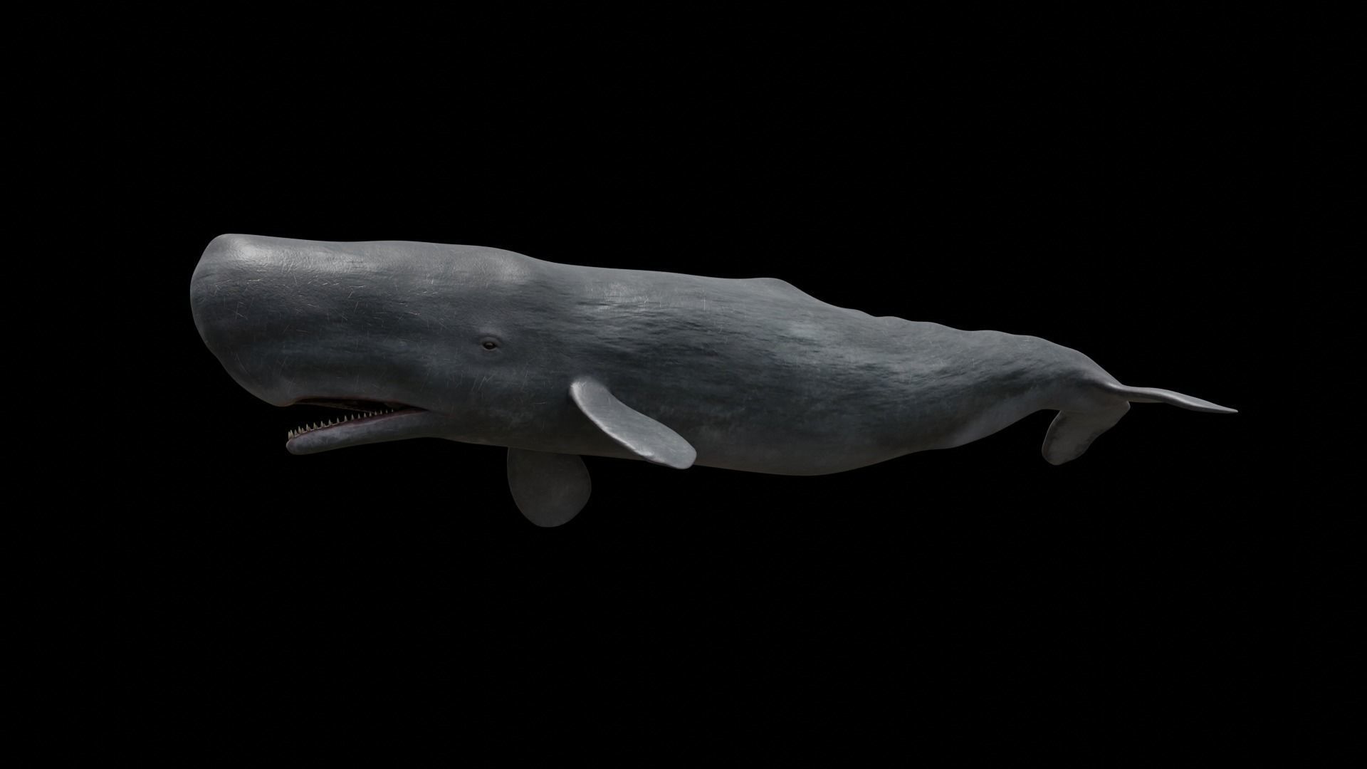 Cetaceans dolphins whales 3D Model Collection_69