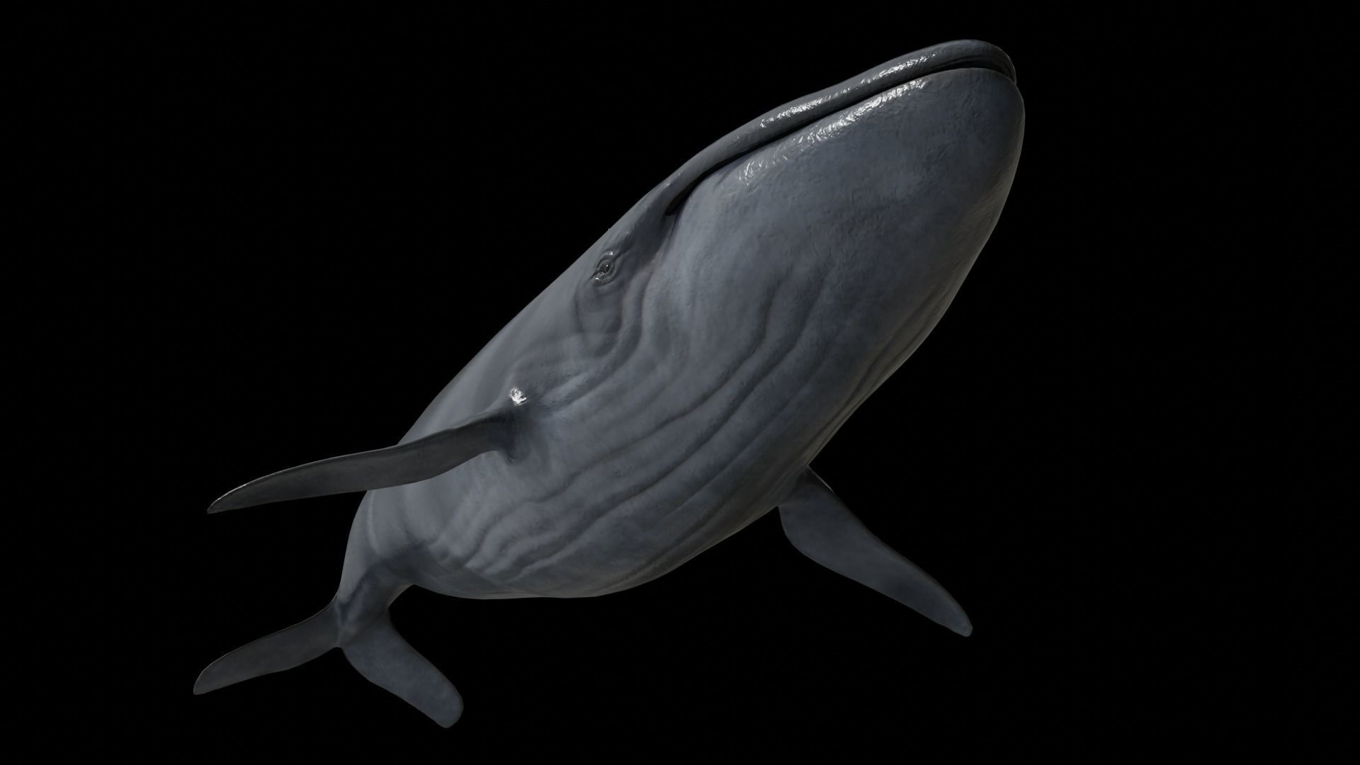 Cetaceans dolphins whales 3D Model Collection_47