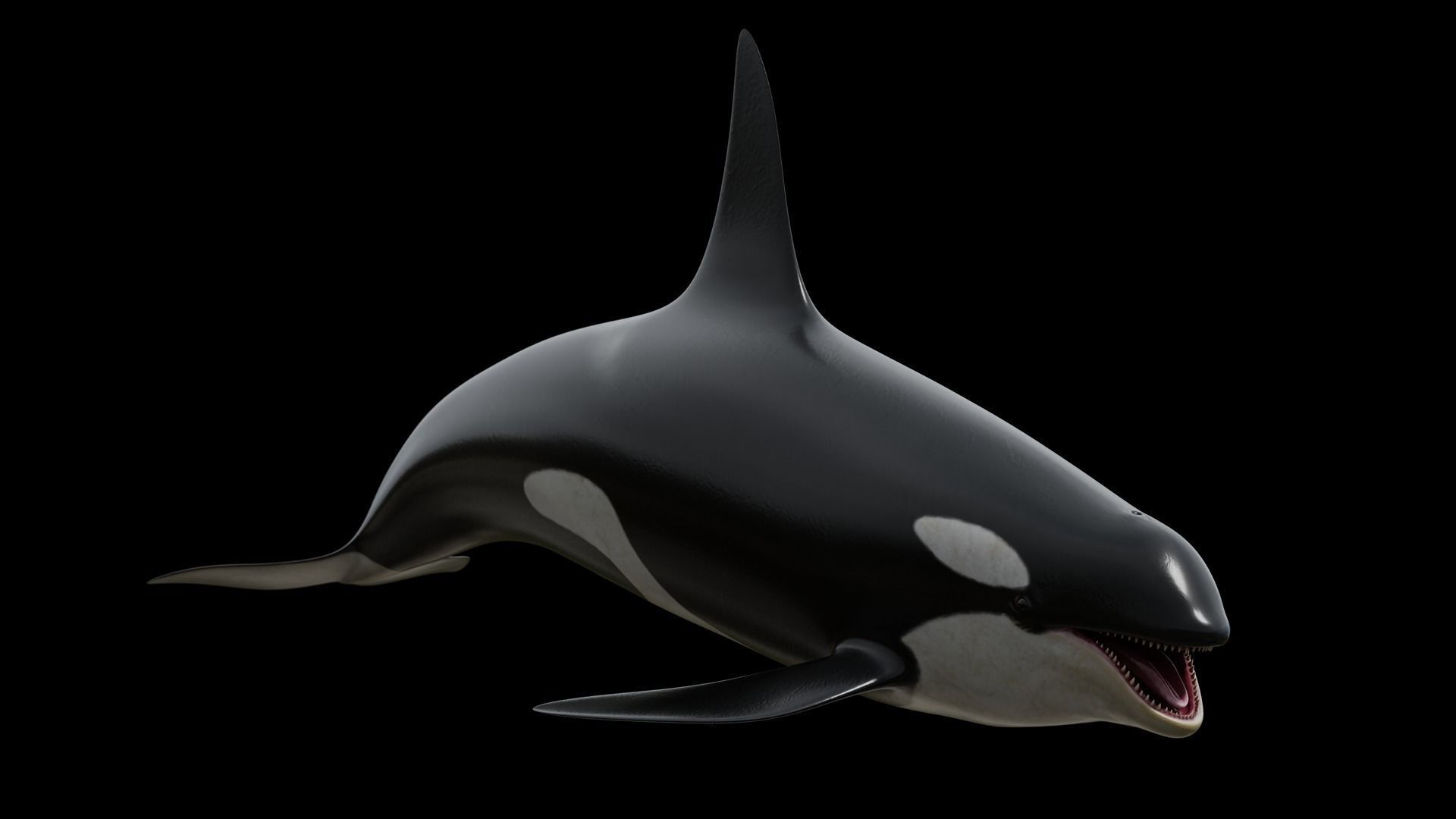 Cetaceans dolphins whales 3D Model Collection_4