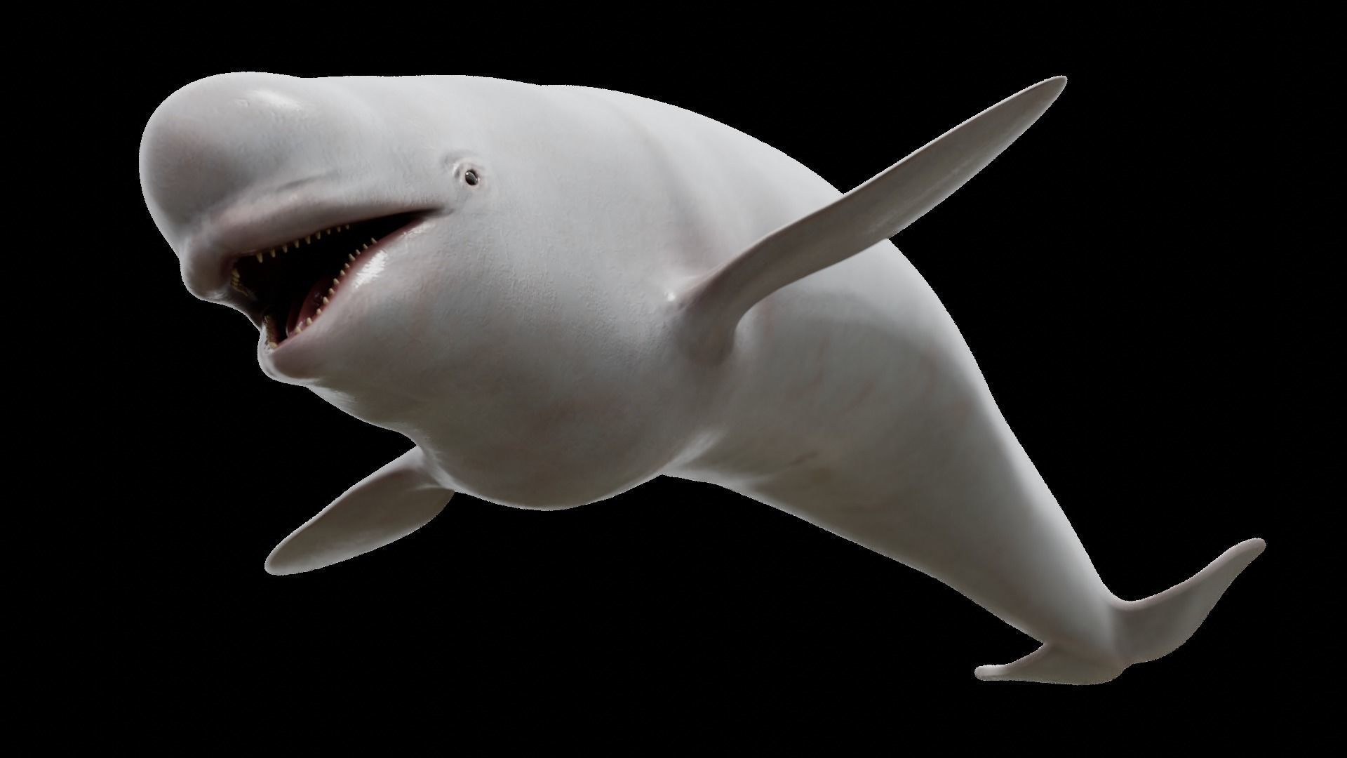 Cetaceans dolphins whales 3D Model Collection_28