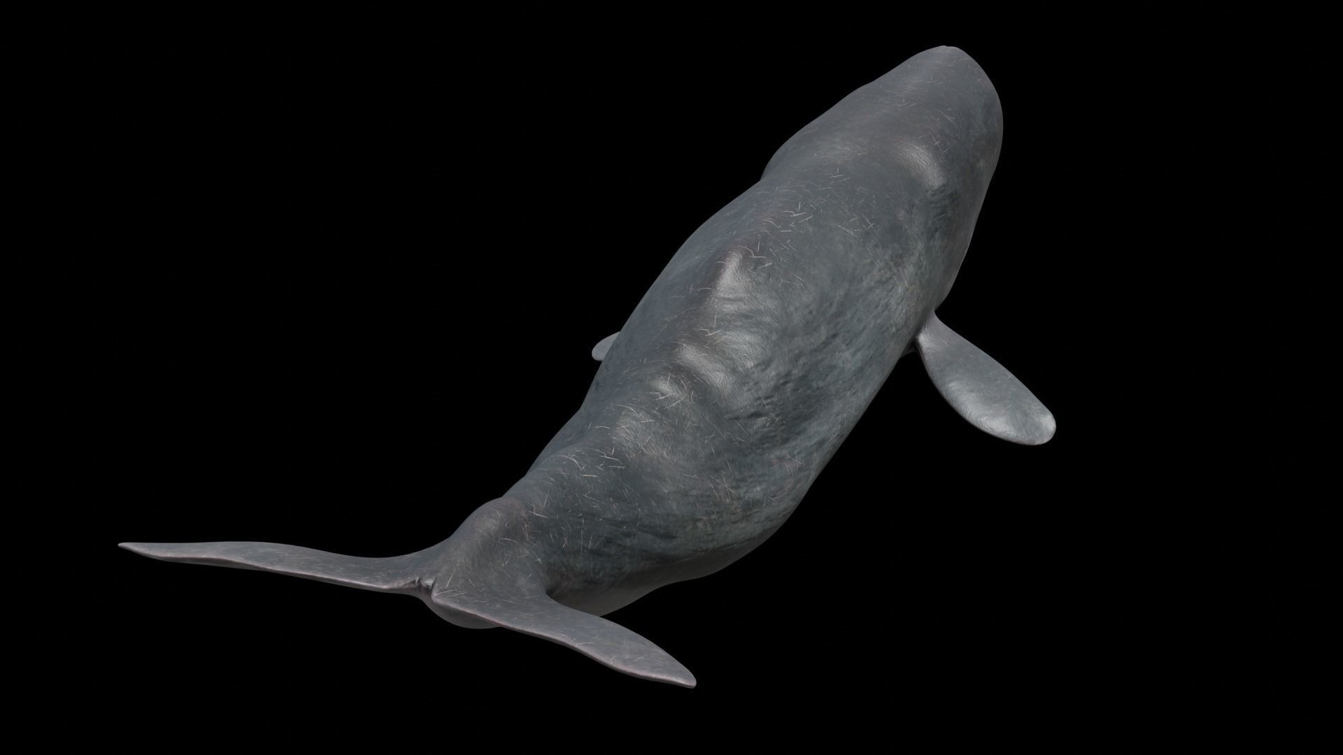 Cetaceans dolphins whales 3D Model Collection_66