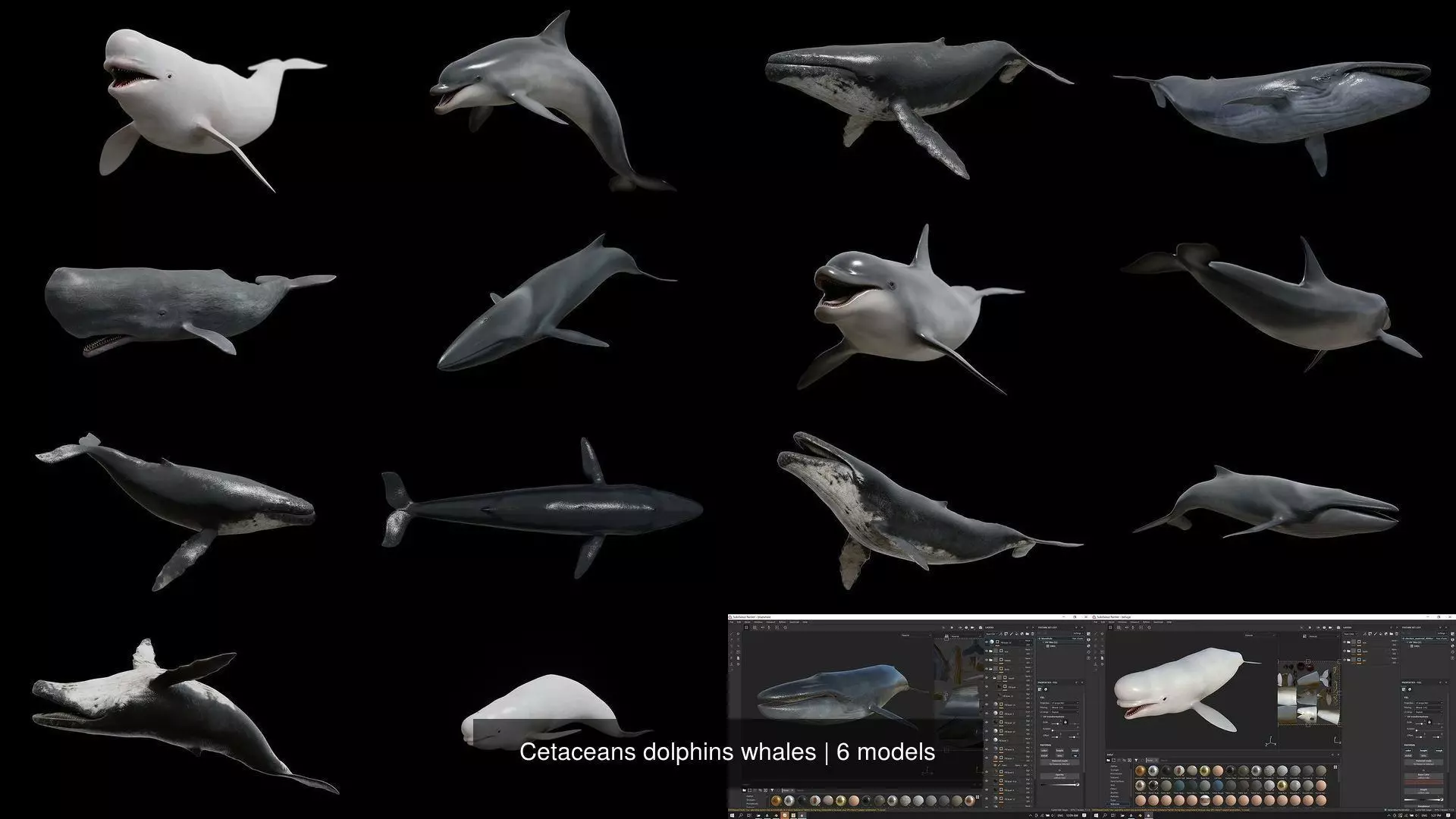 Cetaceans dolphins whales 3D Model Collection_1