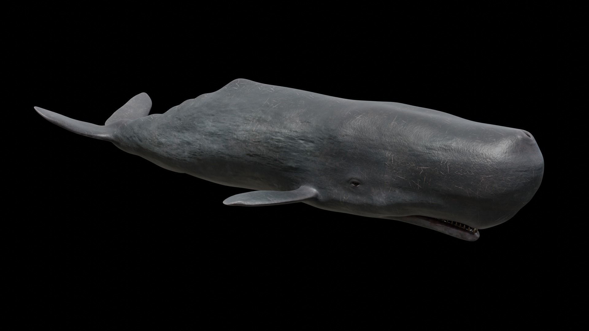 Cetaceans dolphins whales 3D Model Collection_64