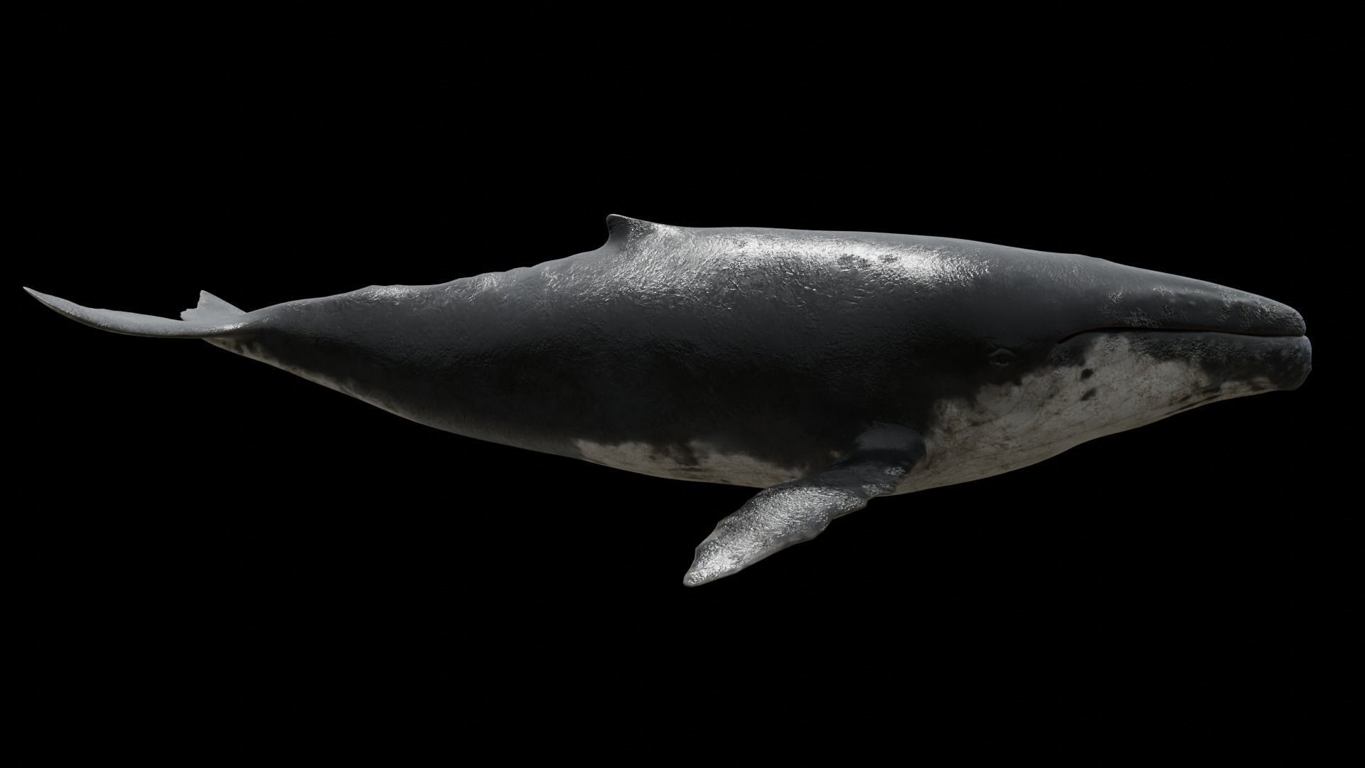 Cetaceans dolphins whales 3D Model Collection_40