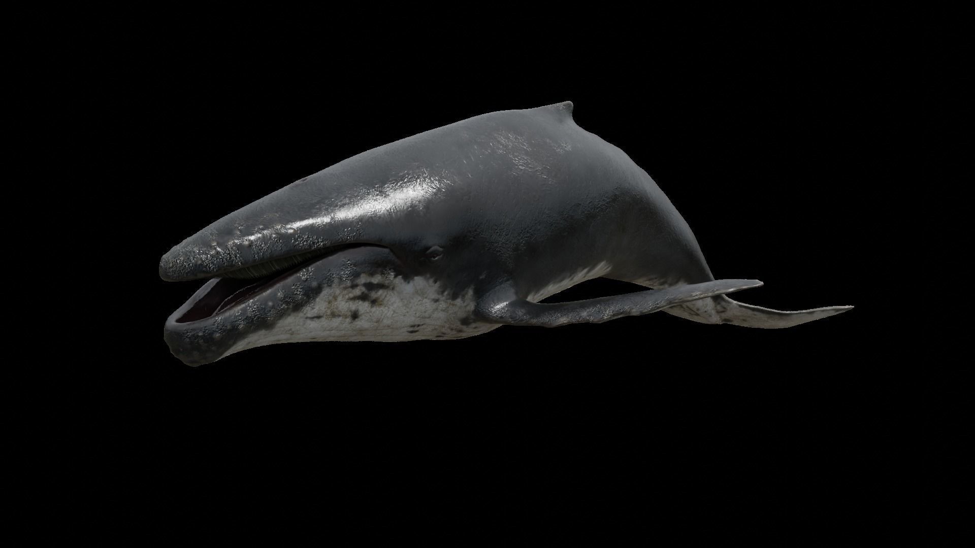 Cetaceans dolphins whales 3D Model Collection_35