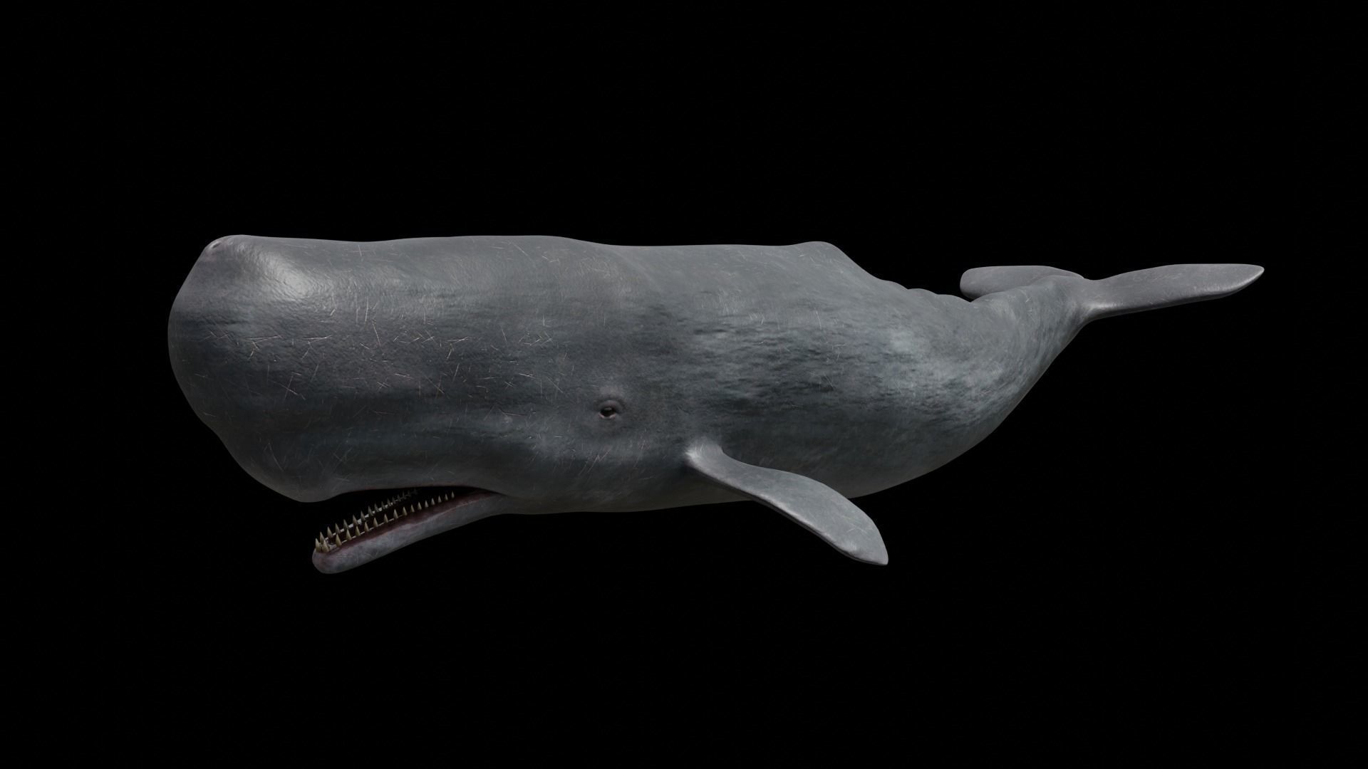 Cetaceans dolphins whales 3D Model Collection_67