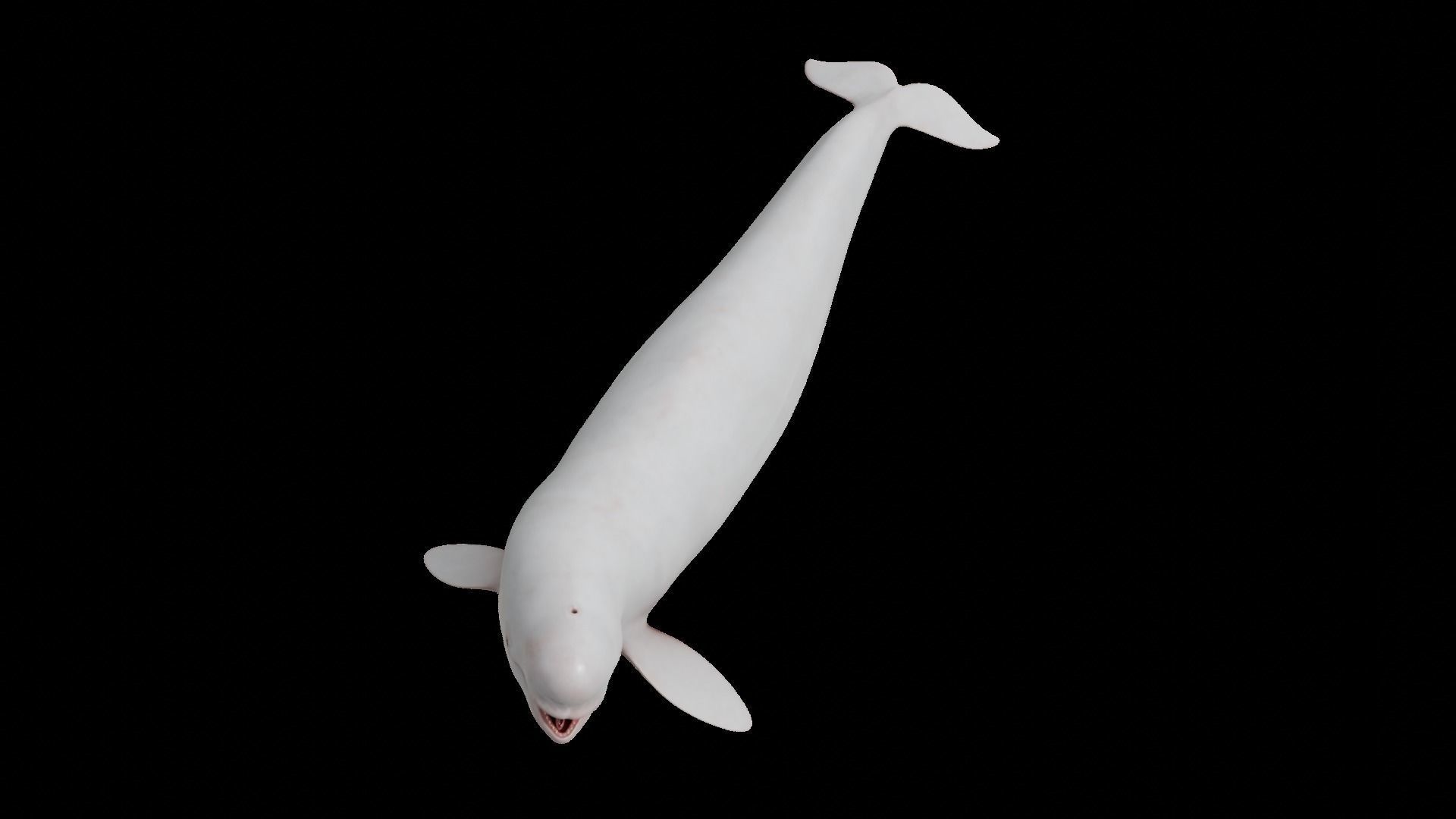 Cetaceans dolphins whales 3D Model Collection_23