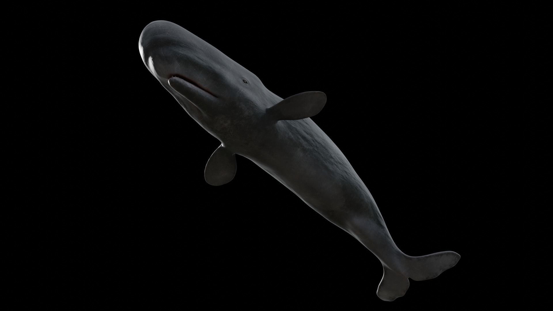 Cetaceans dolphins whales 3D Model Collection_70