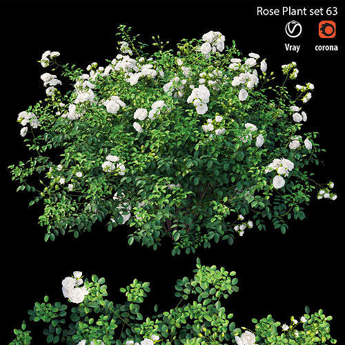 Rose plant set 63 3D model
