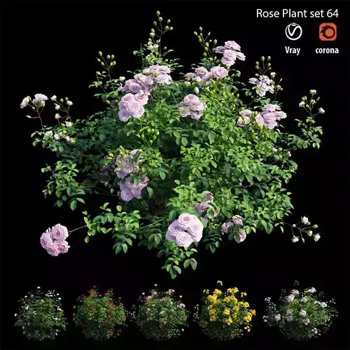 Rose plant set 64 
