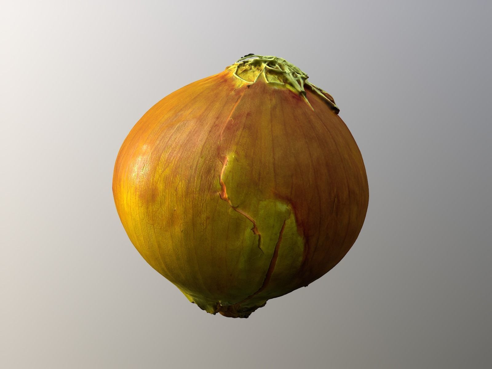 Onion 3d Scan 3D model_4