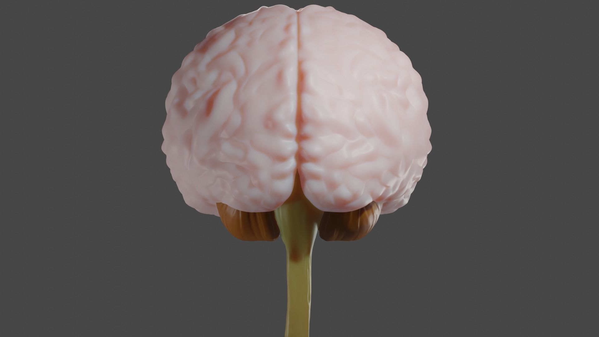 Anatomical Brain Model 3D model_1