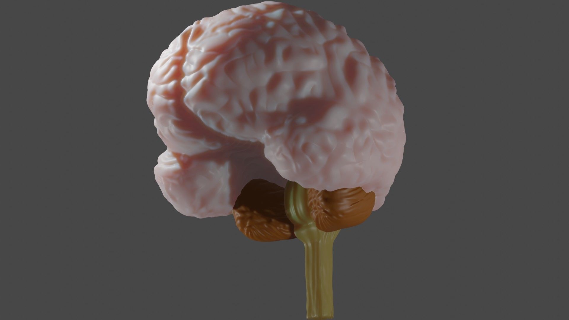 Anatomical Brain Model 3D model_2