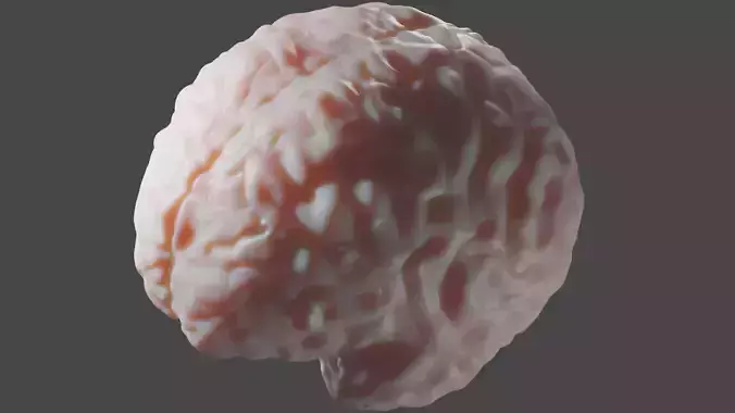 Anatomical Brain Model