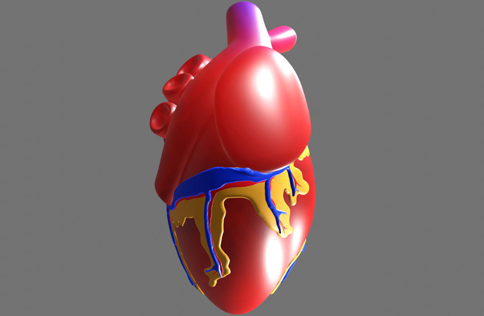 Anatomical Heart Model 3D model_3