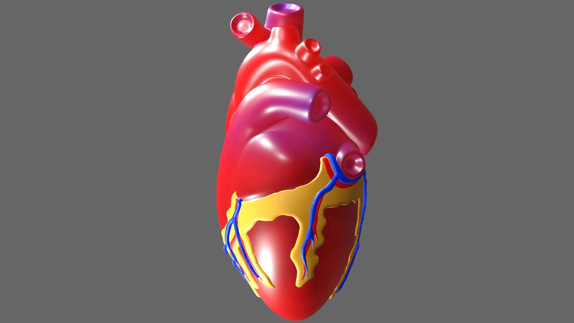Anatomical Heart Model 3D model_2
