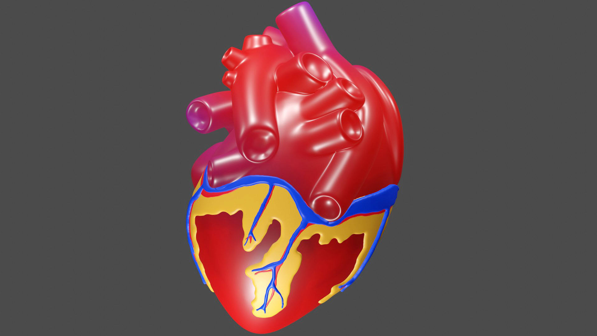 Anatomical Heart Model 3D model_1