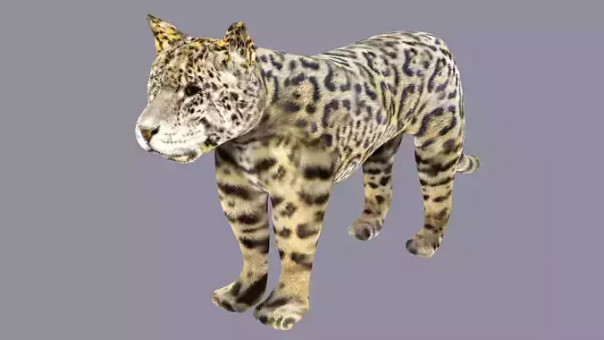 Spotted Jaguar Model