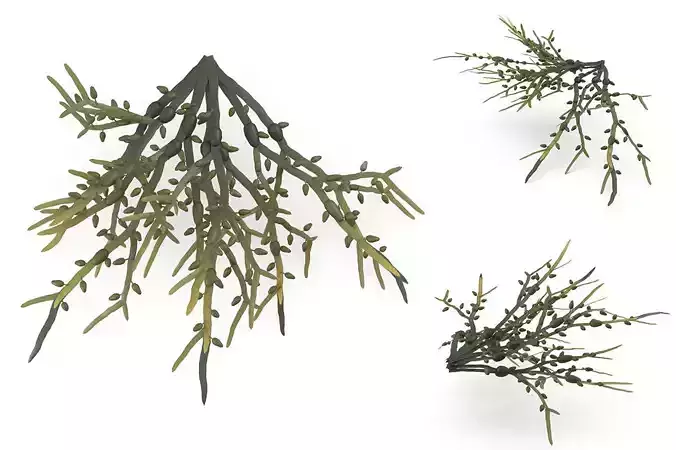Egg Wrack seaweed  3D model