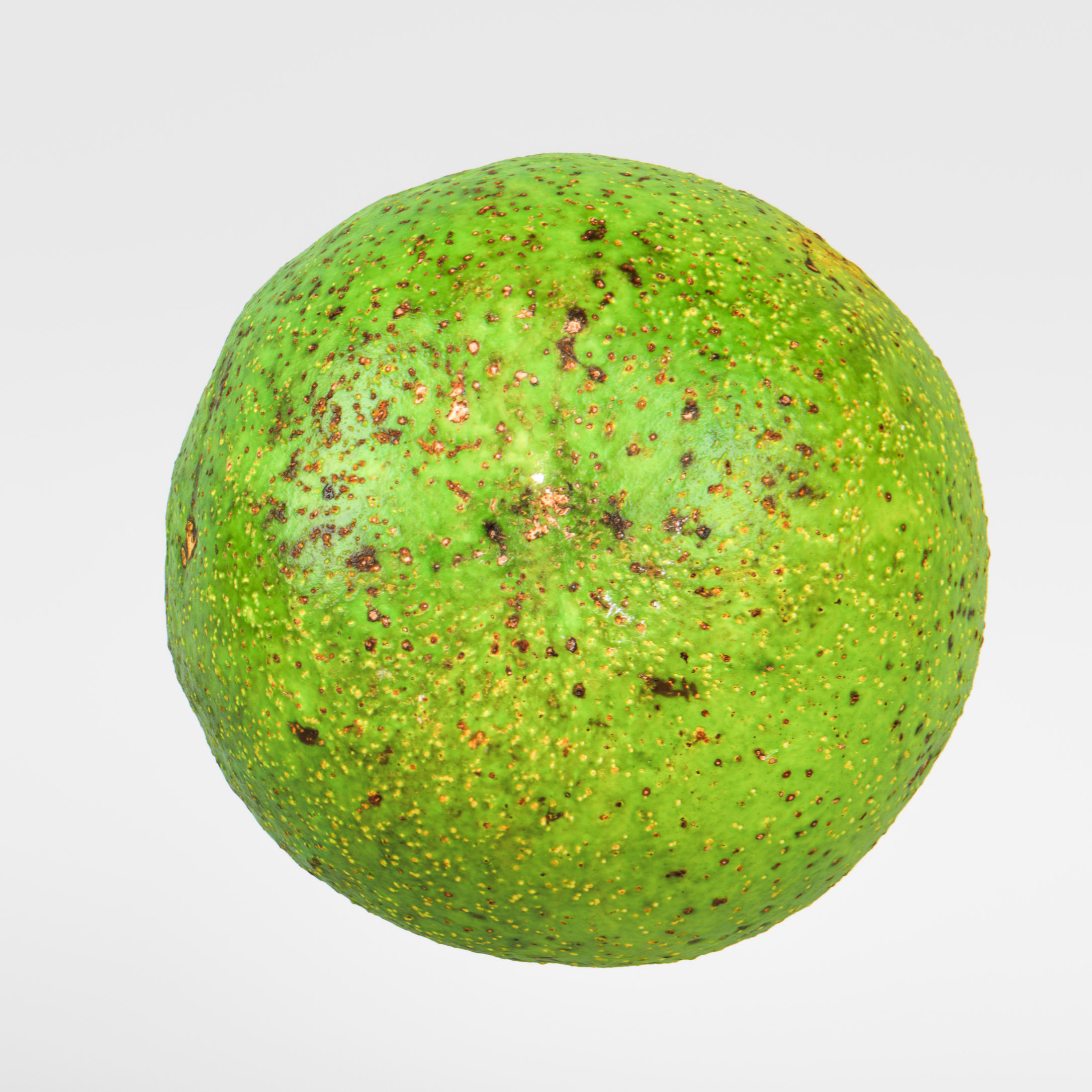 Avocado 3D model_7