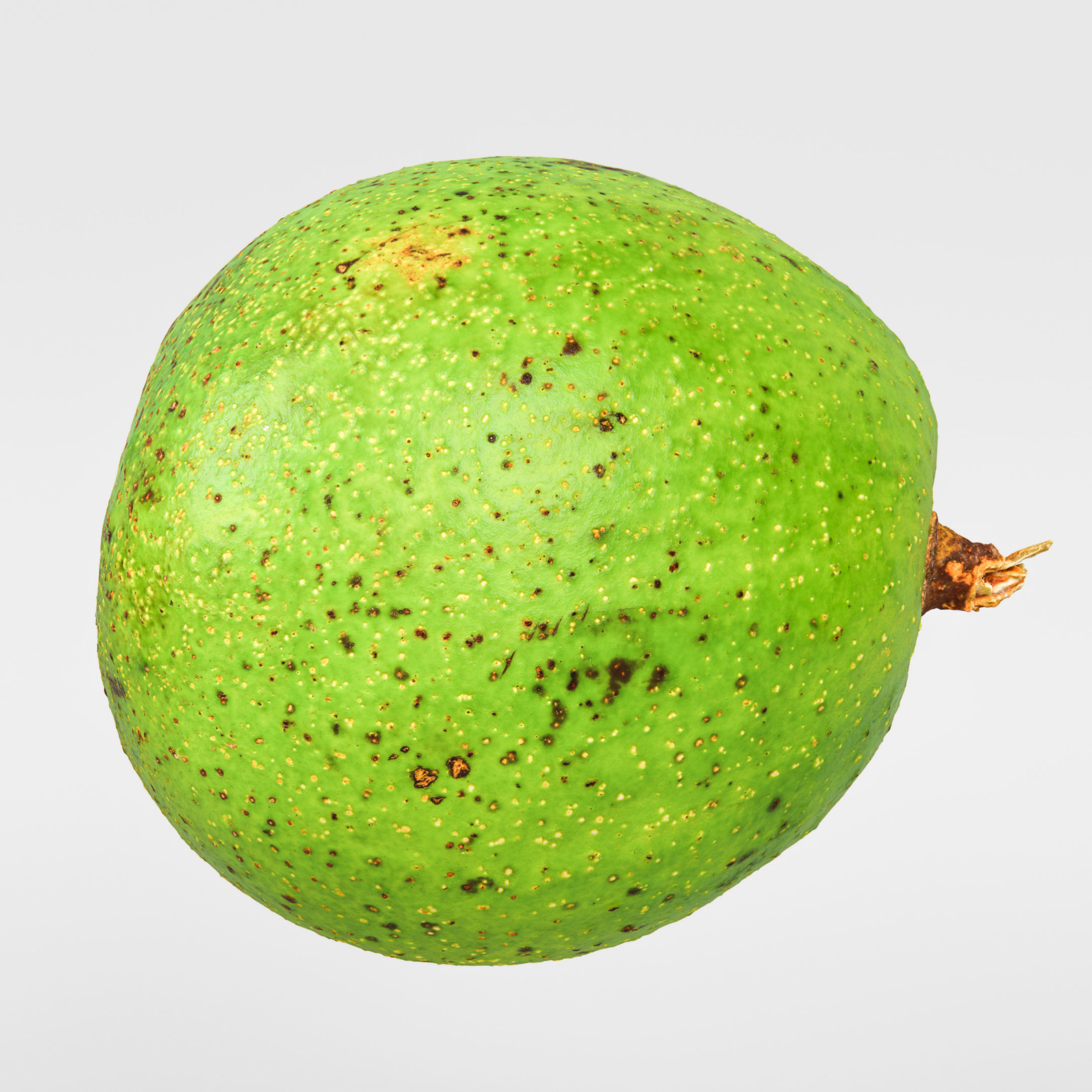 Avocado 3D model_6