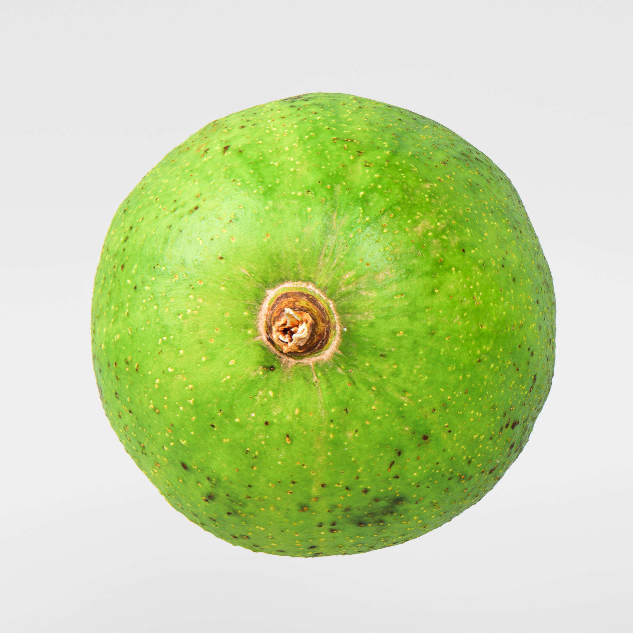 Avocado 3D model_5