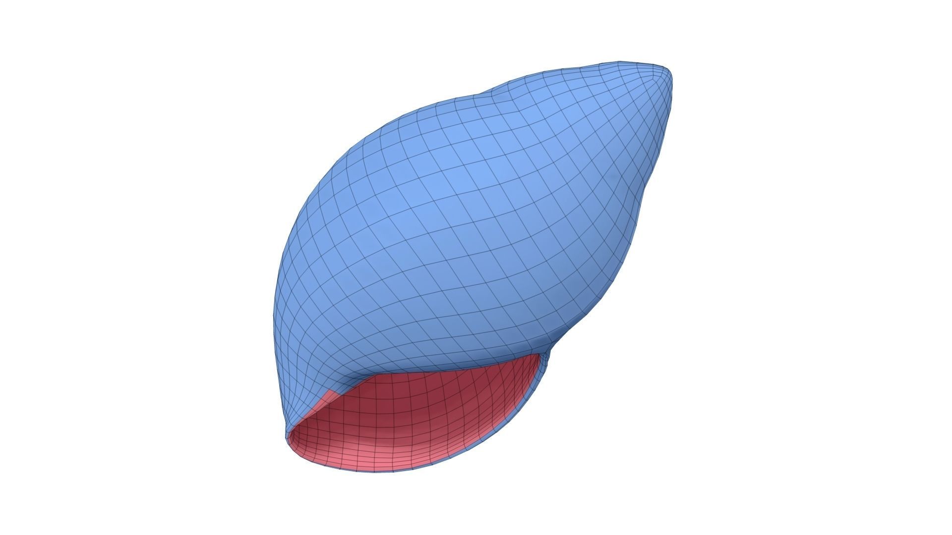 Snail Shell - Extreme Definition Scanned 3D model_4