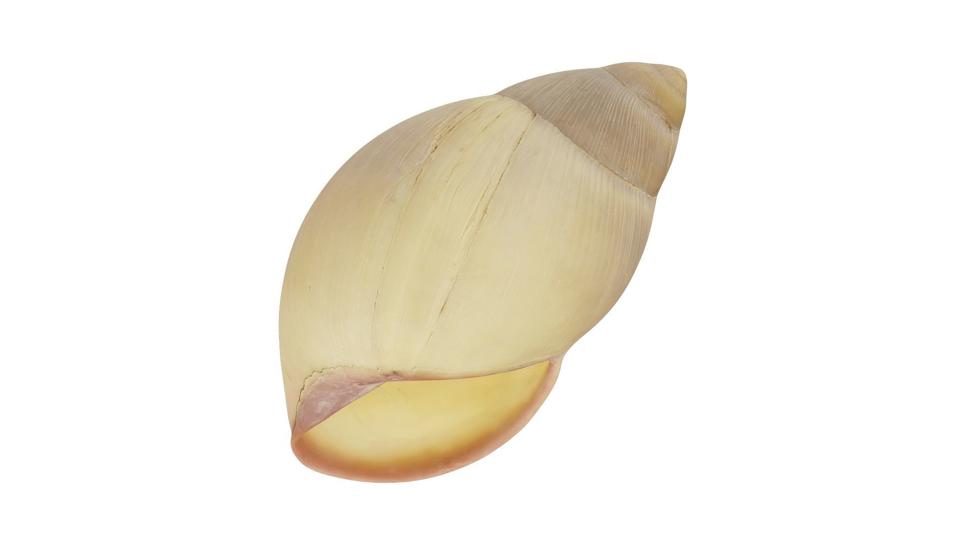 Snail Shell - Extreme Definition Scanned 3D model_3