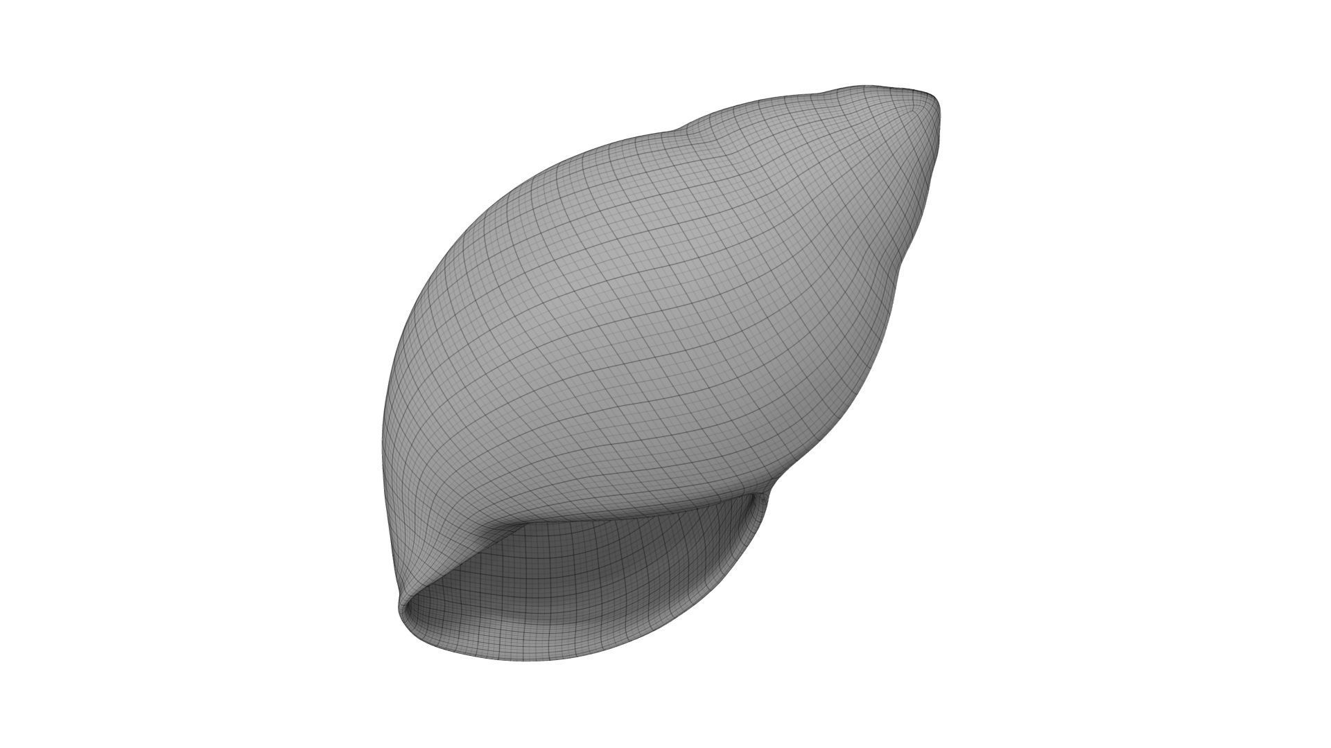 Snail Shell - Extreme Definition Scanned 3D model_7