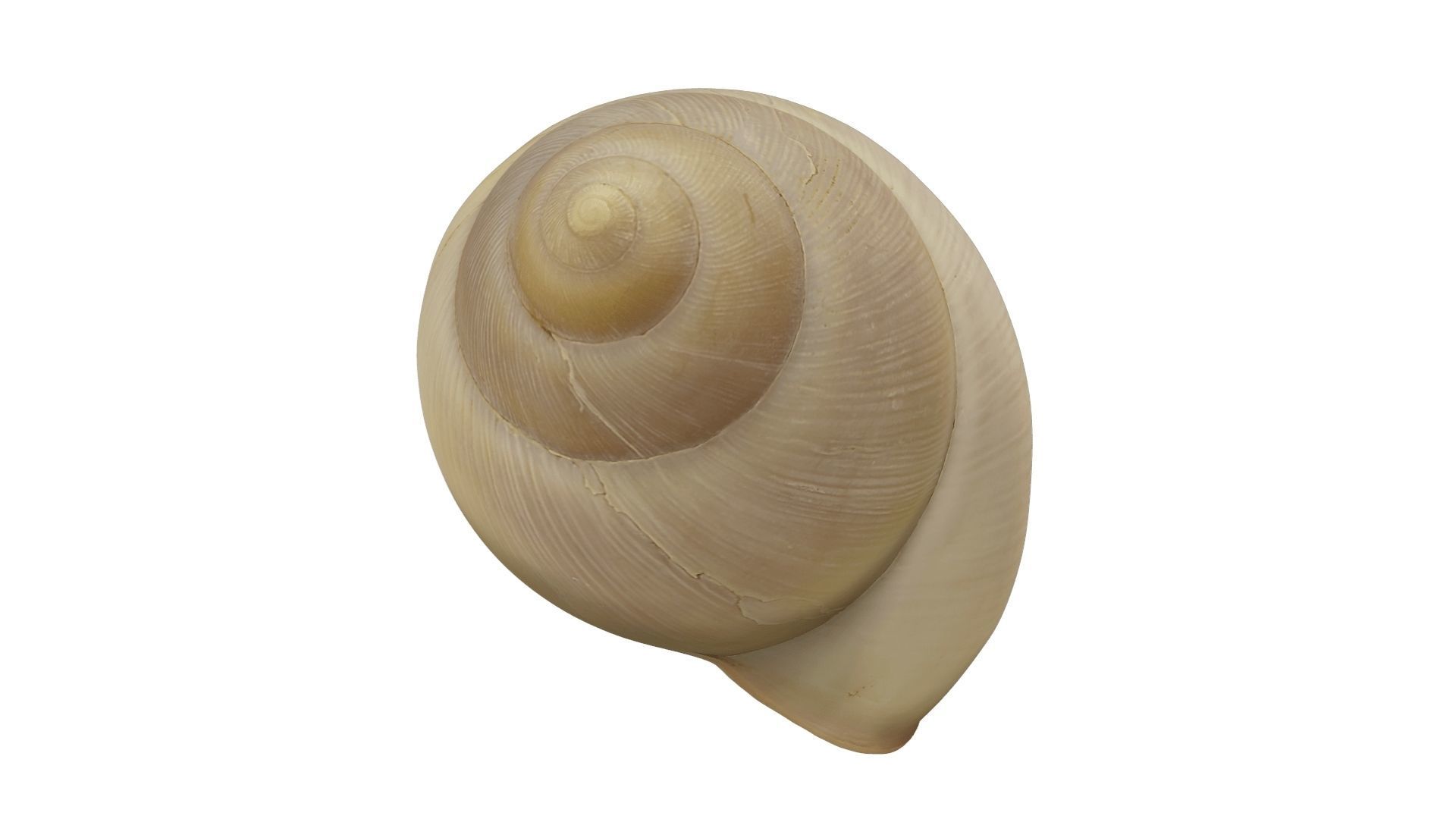 Snail Shell - Extreme Definition Scanned 3D model_8