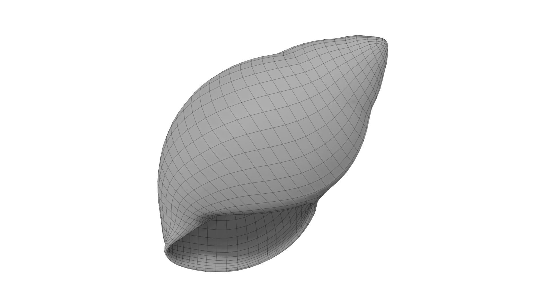 Snail Shell - Extreme Definition Scanned 3D model_5