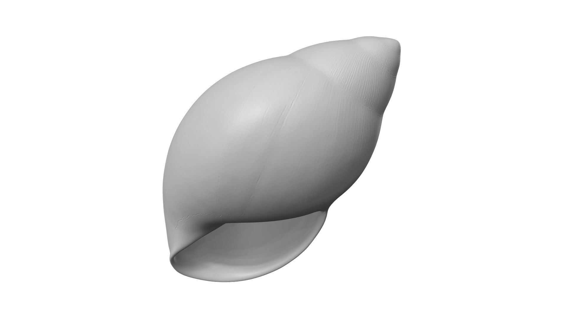 Snail Shell - Extreme Definition Scanned 3D model_2