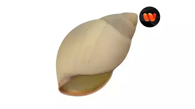 Snail Shell - Extreme Definition Scanned 3D model