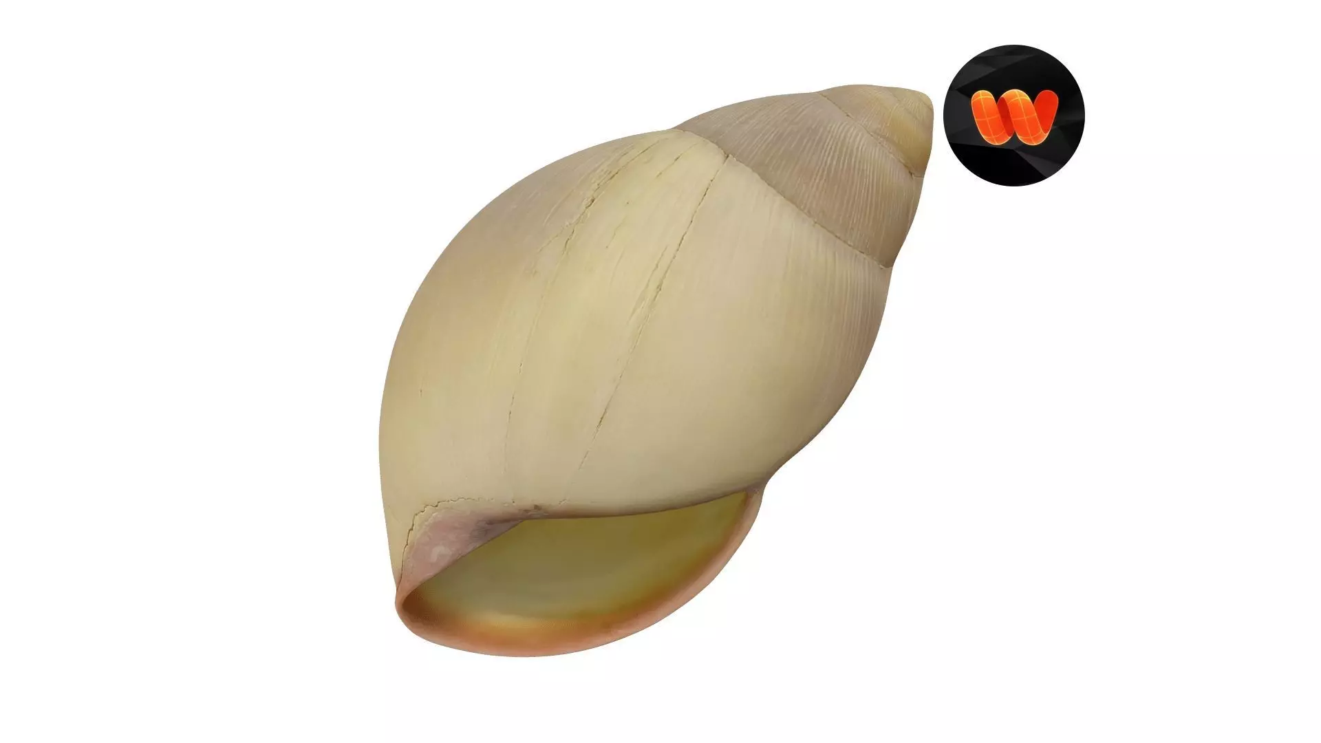 Snail Shell - Extreme Definition Scanned 3D model_0