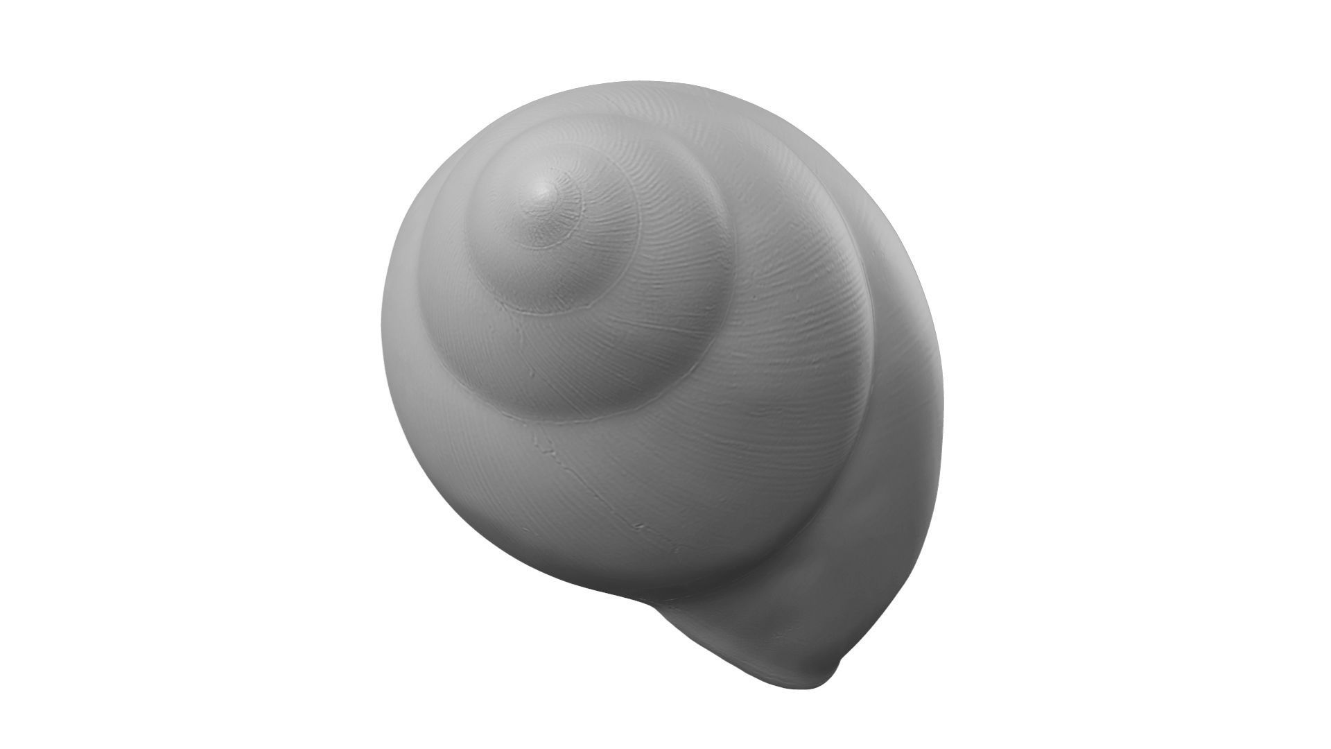 Snail Shell - Extreme Definition Scanned 3D model_9