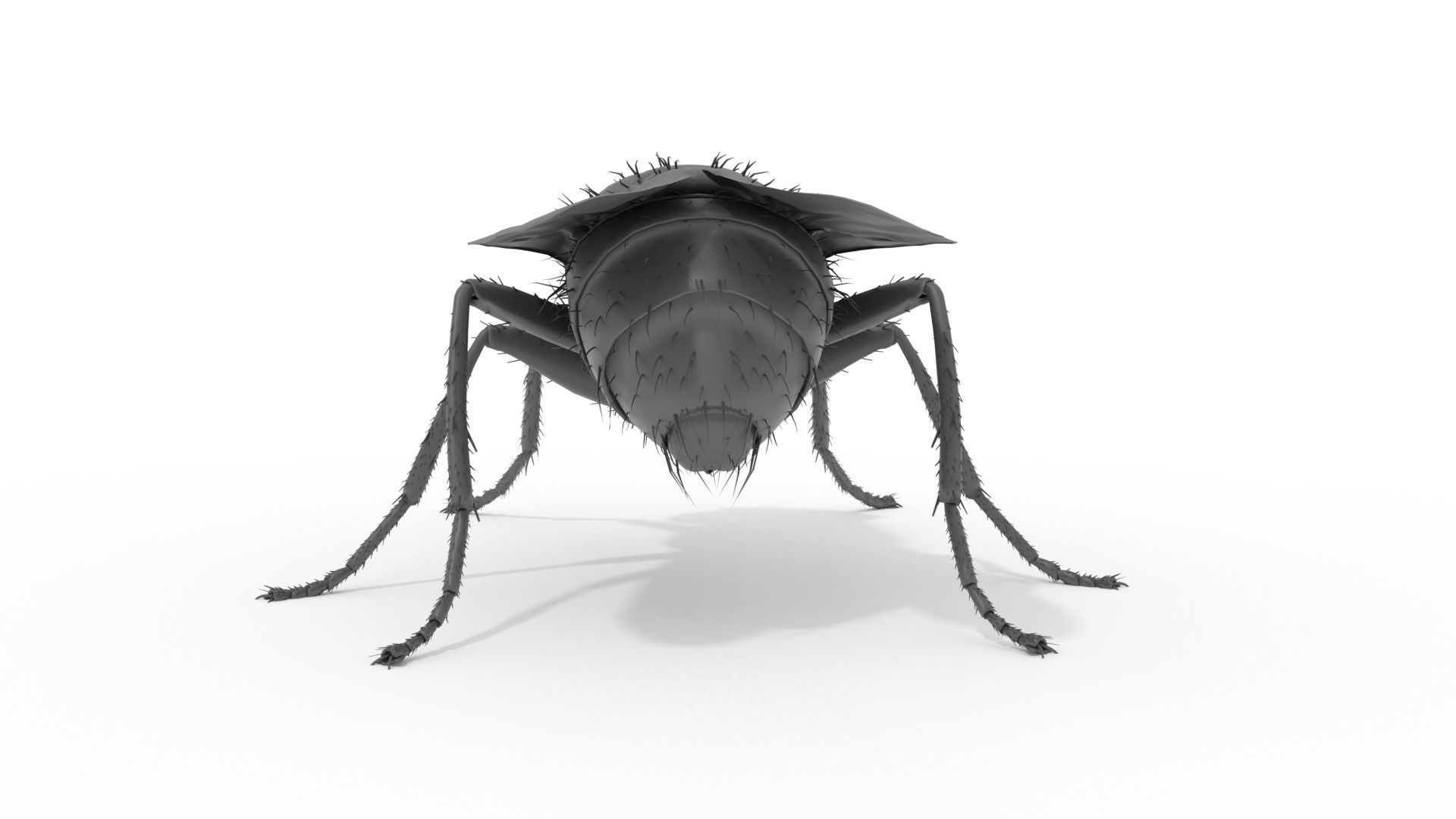 Housefly 3D print model fly 3D print model_6